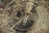 Polished Petrified Wood Section - Arizona #159727-2